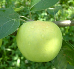 CHEHALIS APPLE (Malus domestica)