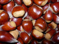 COLOSSAL CHESTNUT SEEDS (Japanese x European)