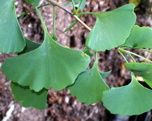 Buy Sky Tower Ginkgo | Burnt Ridge Nursery-Burnt Ridge Nursery