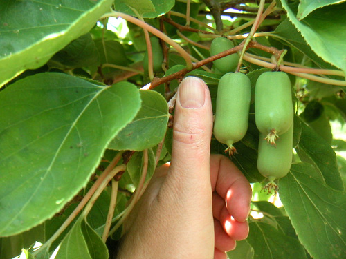 MY SWEET CHICO - FEMALE HARDY KIWI (Actinidia arguta)