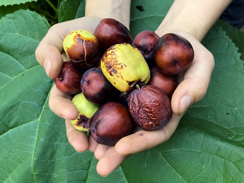 CHICO (GI7-62) JUJUBE (Zizyphus jujuba)