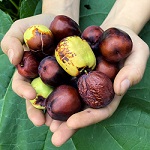 CHICO (GI7-62) JUJUBE (Zizyphus jujuba)