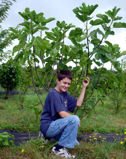 Fig Trees for Sale | Burnt Ridge Nursery | Buy Fig Trees | Own Figs