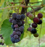 CONCORD SEEDED GRAPE (Vitis labrusca)