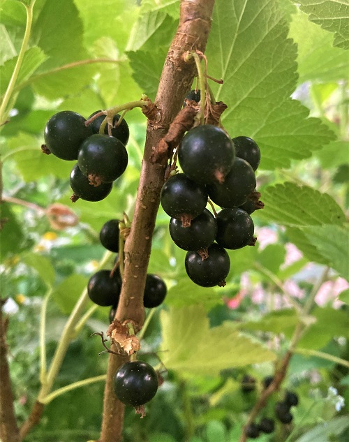 CONSORT BLACK CURRANT (Ribes ussuriense)