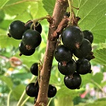 CONSORT BLACK CURRANT (Ribes ussuriense)