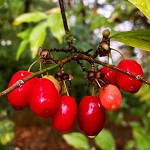 CORNELIAN CHERRY DOGWOOD (Cornus mas)