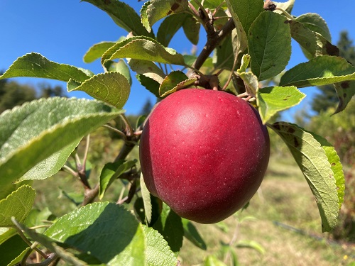 Malus domestica 'Honeycrisp' (Semi-Dwarf Apple)