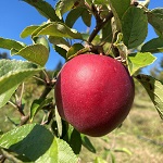 COSMIC CRISP APPLE (Malus domestica)
