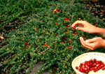 PILGRIM CRANBERRY (Vaccinium macrocarpon)
