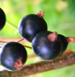 CRANDALL BLACK CURRANT (Ribes odoratum)