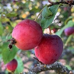 DOLGO CRABAPPLE (Malus pumila)