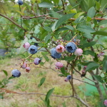 DRAPER BLUEBERRY (Vaccinium corymbosum)