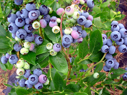DUKE BLUEBERRY (Vaccinium corymbosum)