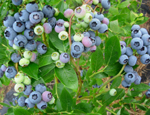 DUKE BLUEBERRY (Vaccinium corymbosum)