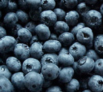 EARLIBLUE BLUEBERRY (Vaccinium corymbosum)