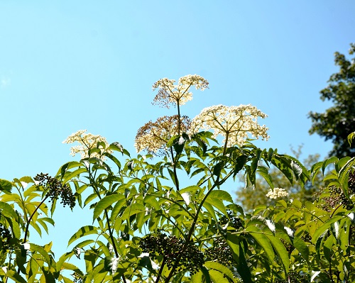 NORTH AMERICAN BLACK ELDERBERRY (Sambucus canadensis)