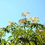 NORTH AMERICAN BLACK ELDERBERRY (Sambucus canadensis)