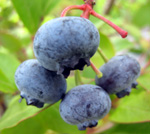 ELLIOT BLUEBERRY (Vaccinium corymbosum)