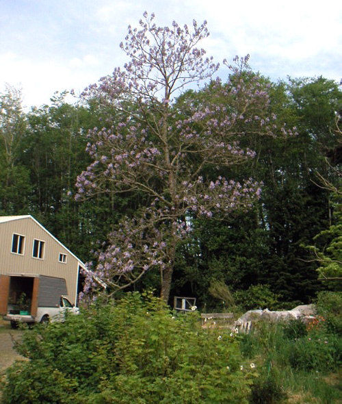 EMPRESS TREE (Paulownia tomentosa)