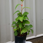 EASTERN PRINCE CHINESE MAGNOLIA VINE (Schisandra chinensis)