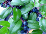 EVERGREEN HUCKLEBERRY (Vaccinium ovatum)