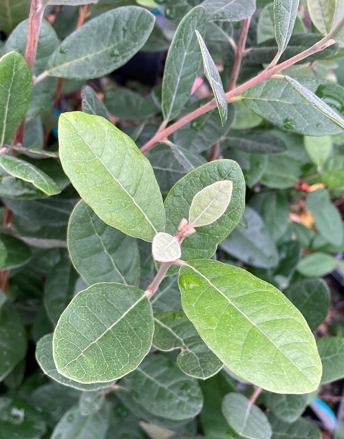 Buy Pinapple Guava Tree Burnt Ridge Nursery Rare PlantsBurnt Ridge