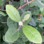 PINEAPPLE GUAVA SEEDLING (Feijoa sellowiana)
