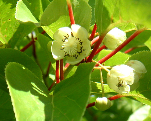 EARLY CORDIFOLIA FEMALE KIWI (Actinidia arguta var. cordifol