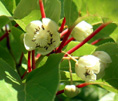 EARLY CORDIFOLIA FEMALE KIWI (Actinidia arguta var. cordifol