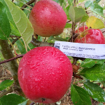 FIESTA APPLE (Malus domestica)