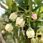 ORANGE QUINCE (Cydonia oblonga)