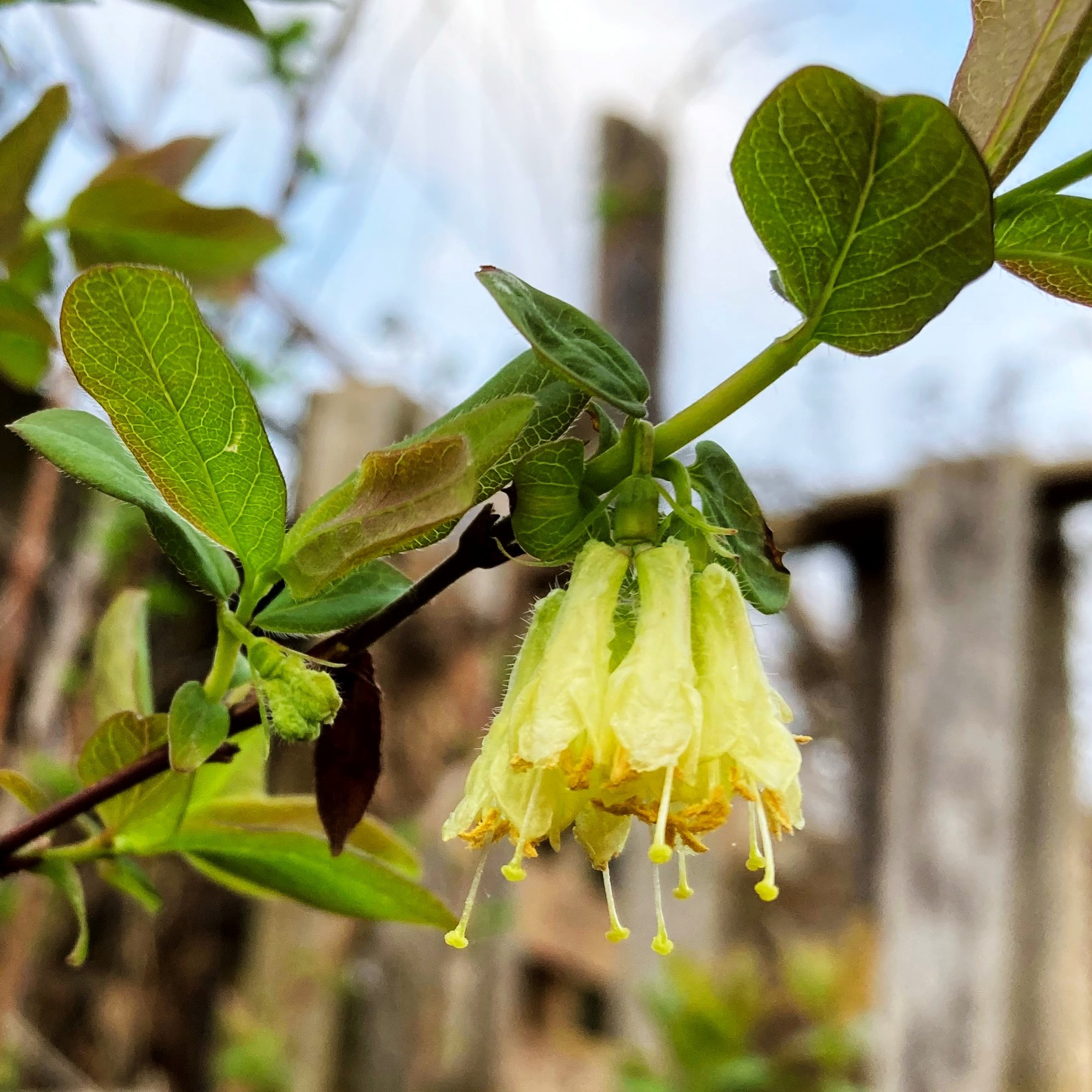 AURORA HONEYBERRY (Lonicera caerulea var. edulis)