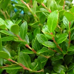 BLUE HORIZON BOX HUCKLEBERRY (Gaylussucia brachycera)