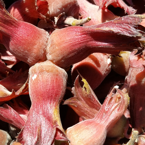 FORTIN HAZELNUT SEEDS (Corylus avellana)