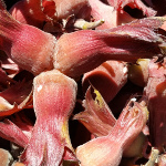 FORTIN HAZELNUT SEEDS (Corylus avellana)