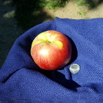 FOXWHELP CIDER APPLE (Malus pumila)