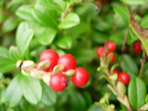 RED PEARL LINGONBERRY (Vaccinium vitus-idaea)