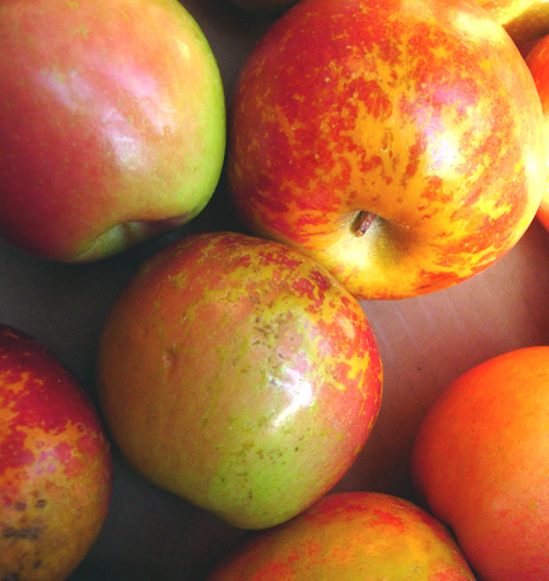 BENI SHOGUN FUJI APPLE (Malus domestica)