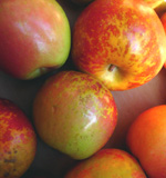 AUVIL EARLY FUJI APPLE (Malus domestica)