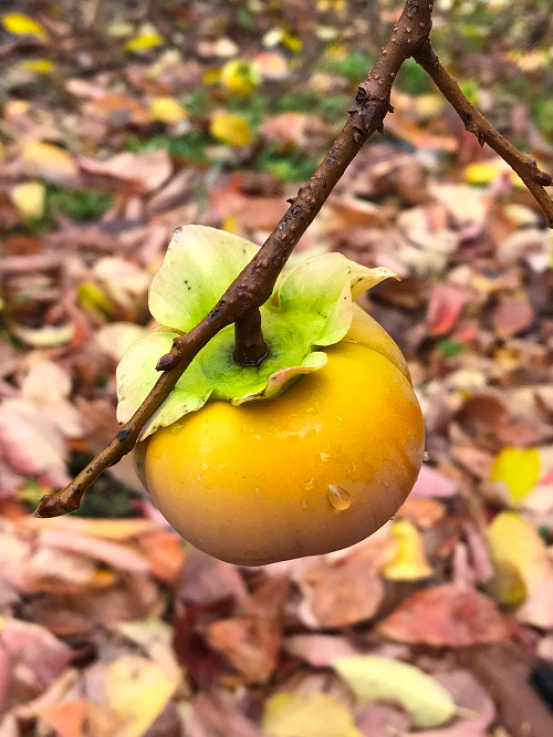MATSUMOTO WASE FUYU ASIAN PERSIMMON (Diospyros kaki)