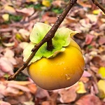 MATSUMOTO WASE FUYU ASIAN PERSIMMON (Diospyros kaki)