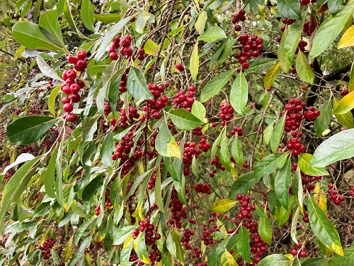 GARNET(TM) AUTUMN OLIVE (Elaeagnus umbellata)