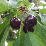 BING CHERRY (Prunus avium)