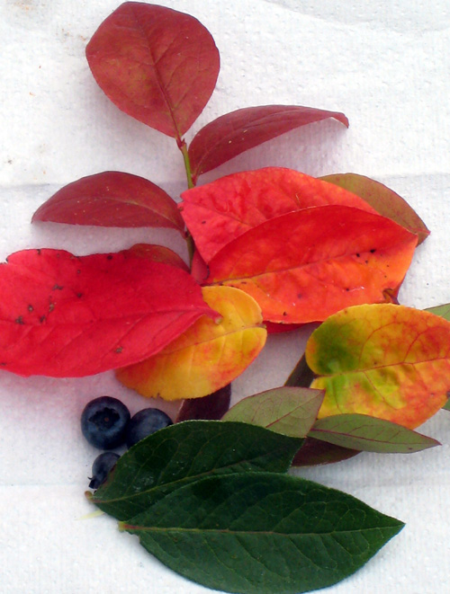 DIXIE BLUEBERRY (Vaccinium corymbosum x)