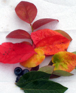 DIXIE BLUEBERRY (Vaccinium corymbosum x)