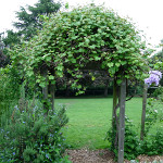 GLENORA BLACK SEEDLESS GRAPE (Vitis labrusca)