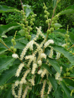 GOLDEN CHINKAPIN (Chrysolepis chrysophylla)
