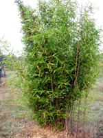 GOLDEN CROOKSTEM SPREADING BAMBOO ( Phyllostachys aureosulcata 'Aureocaulis')