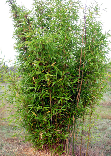 GOLDEN CROOKSTEM SPREADING BAMBOO ( Phyllostachys aureosulcata 'Aureocaulis')